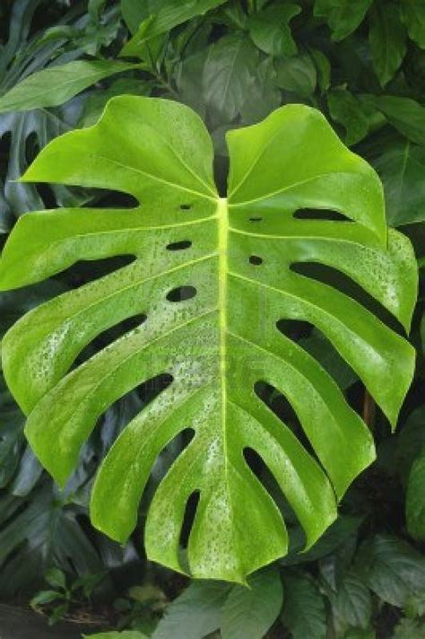 Large Monstera Deliciosa Leaf In Front Of Smaller Leaves In A