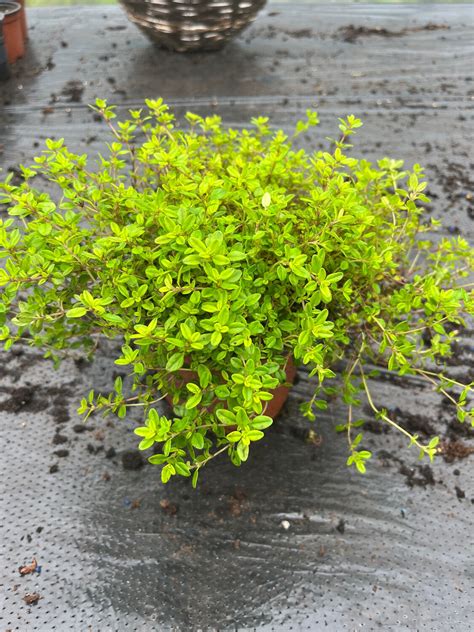 Golden Creeping Thyme A Carpet Thyme With Golden Foliage And Pink