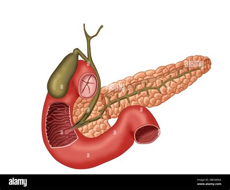 Anatomy Of Biliary System Stock Photo Alamy