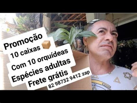 CAIXA 10 ORQUÍDEAS ADULTAS ESPÉCIES FRETE GRATIS VEJAM ISSO