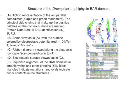 Ppt The Bar Bin Amphiphysin Rvs Domain Is The Most Conserved