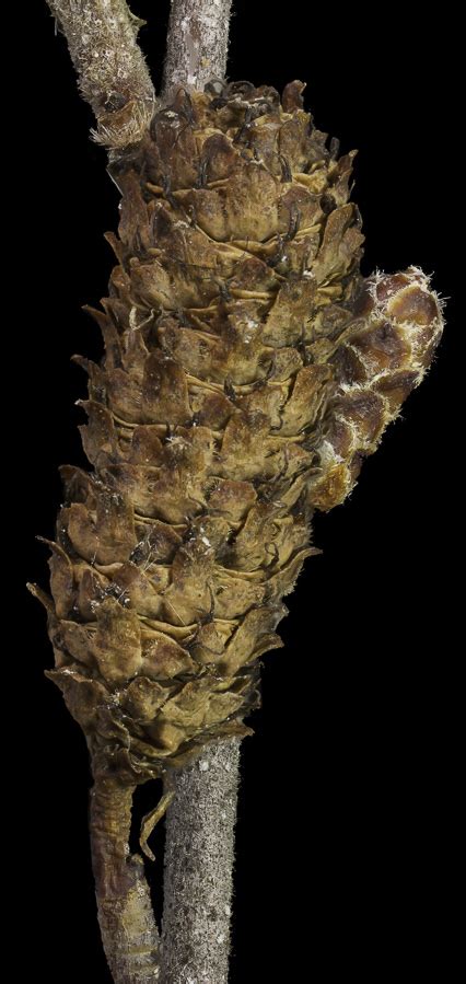 Betula Pumila Bog Birch Atlas Image Categories Northern Forest Atlas