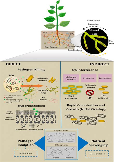 Mechanisms Deployed By Cold Active Biocontrol Agents To Inhibit Growth