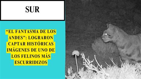 Macrozona Sur El Fantasma De Los Andes Lograron Captar Hist Ricas