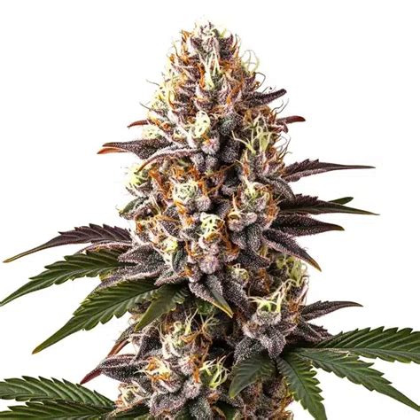 Blue Widow Weed How To Grow Blue Widow Weed Strain | Blimburn Seeds