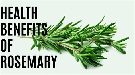 The Incredible Health Benefits Of Rosemary Unlocking Natures Secret