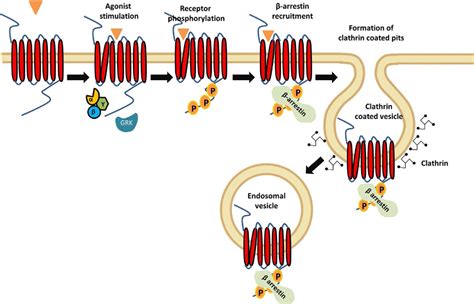 Figure From Measuring Surface Expression And Endocytosis Of Gpcrs