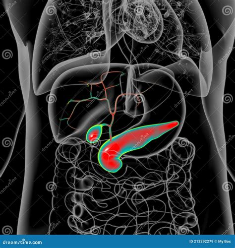 Gall Bladder Human Digestive System Anatomy D Stock Illustration