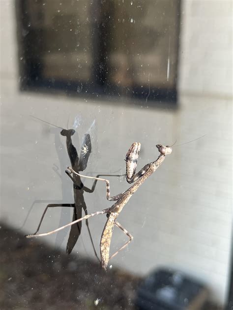 praying mantis? baby? : r/whatisthisbug