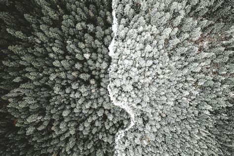 Divided Forest By Michael Gillett Wallpapers Wallpaperhub