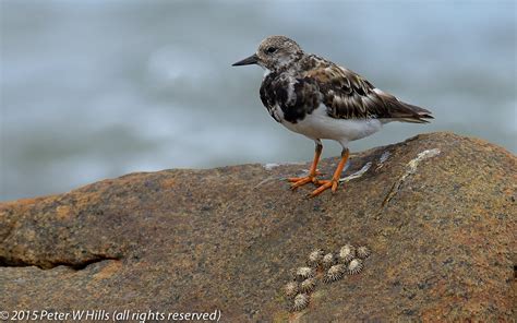 Turnstone Ruddy Arenaria Interpres Non Breeding Cape East South