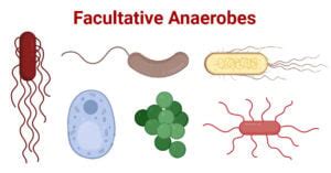 Facultative Anaerobes: Characteristics, Examples, Uses