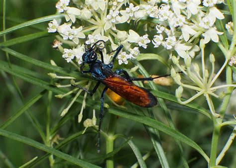 Tarantula Hawk Pepsis Menechma Female Pompilidae Southw Flickr