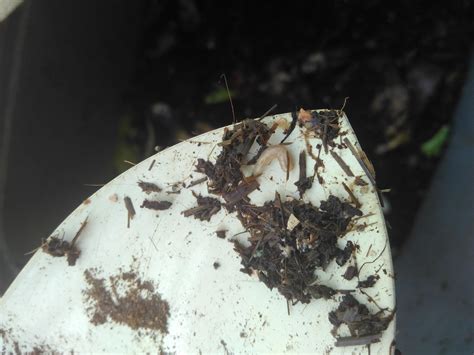 any idea what this is? moves like a worm and pretty fast, i'd say