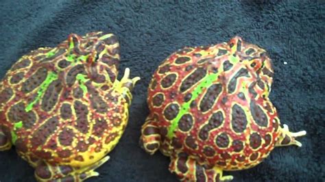 Dramatic Squirrel Large Pacman Frogs C Ornata Youtube