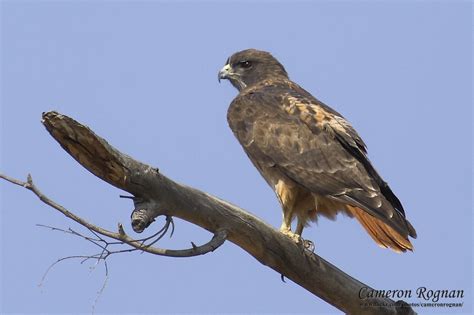 Red Cliffs Desert Reserve » Red-tailed Hawk (Buteo jamaicensis)