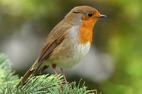 List of Common British Birds With Pictures & Facts For Kids & Adults