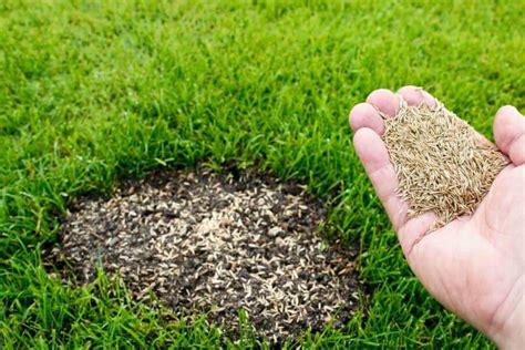 Todo lo que necesitas saber sobre las semillas de césped para tu jardín