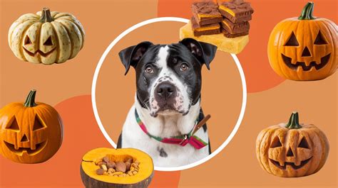 10 Best Pumpkin Dog Treats Recipes You Should Be Making For Your Dog
