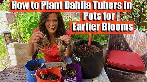 How To Plant Dahlia Tubers In Pots For Earlier Blooms Youtube