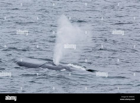 Ballena Azul Balaenoptera Musculus Fotografías E Imágenes De Alta Resolución Alamy