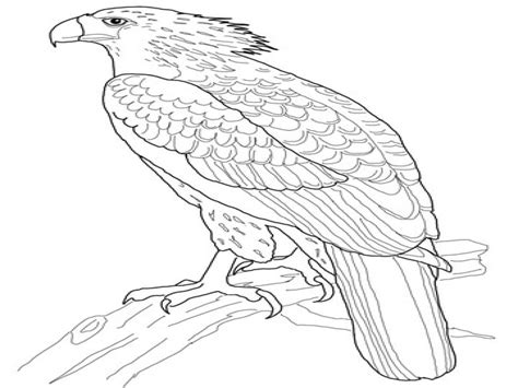 Philippine Flag Coloring Page At GetColorings Free Printable