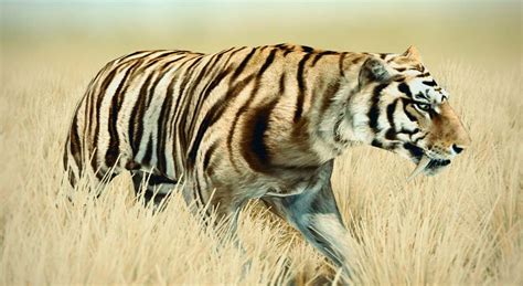 Tigre Dai Denti A Sciabola Scena D Insegnamento E Apprendimento