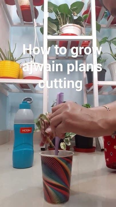 How To Grow Ajwain Plants Cuttings Youtube