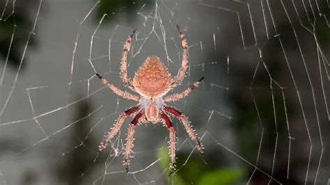 A Red Femured Orb Weaver Spider Building Its Web Youtube