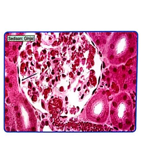 General Histology Flashcards | Memorang