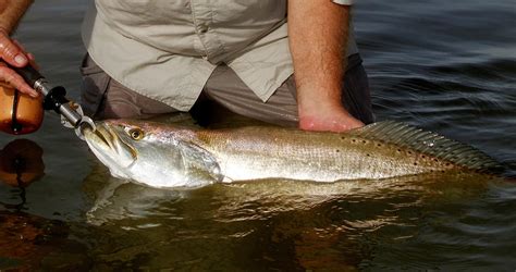 Changes To Texas Speckled Trout Regulations Approved By TPW Commission