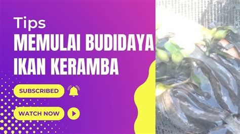 Budidaya Ikan Lele Untuk Pemula Wajib Mencobanya Peluang Usaha Youtube