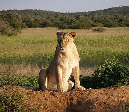 lioness - Wiktionary, the free dictionary