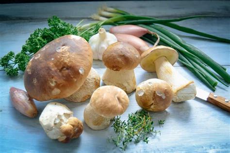 Schnelles Pilzsoße Rezept Klassisch Kochen Aus Liebe