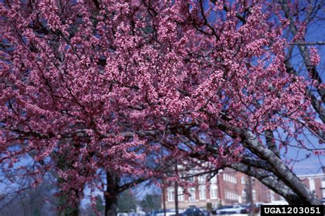 Eastern Redbud Cercis Canadensis