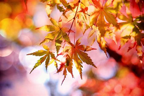 100,000+ Free Autumn Draw & Autumn Images - Pixabay