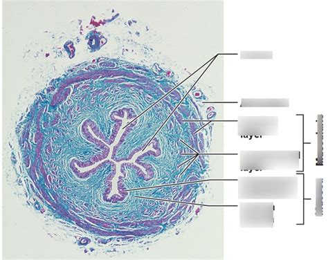 BSC 216 Ureter Histology Diagram Quizlet