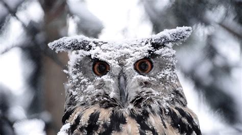 Great Horned Owl Wallpapers - Wallpaper Cave