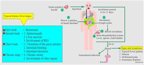 Enteric Fever Part 1 Typhoid Fever Enteric Fever Salmonella Typhi