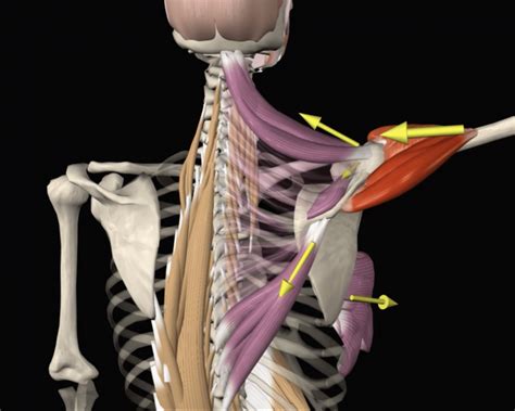 Scapula Upward Rotation Muscles