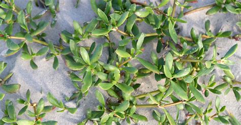 Sesuvium portulacastrum – Dune Science