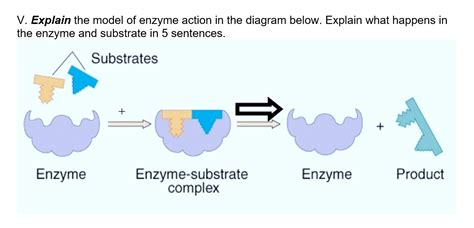 Enzyme Substrate Diagram