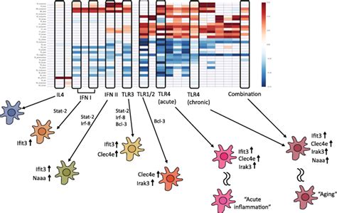 Gene Modules Distinguish Between Many Different Microglial States Download Scientific Diagram