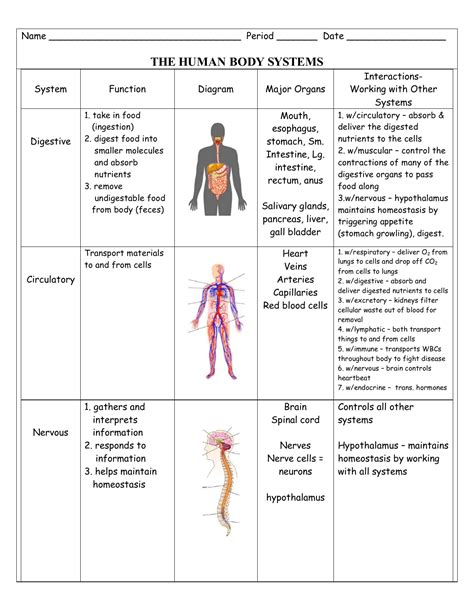 All Body Systems Diagram Human Body Systems Diagram Vector S