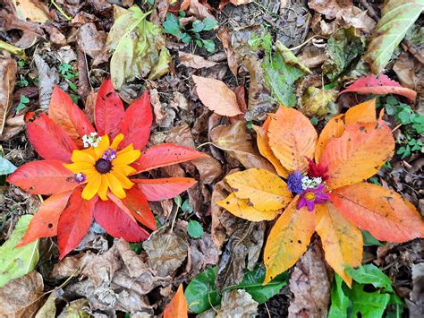 Autumn Flowers : NaturePhoto