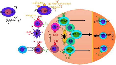 Il Il Axis Contributes To Autoantibody Driven Diseases B Cells