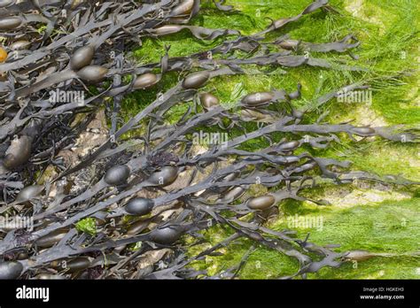 Ascophyllum Nodosum Hi Res Stock Photography And Images Alamy