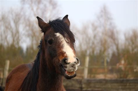 Fact or Fiction: Do Horses Eat Meat? (You'll Be Surprised) - Horse Rookie