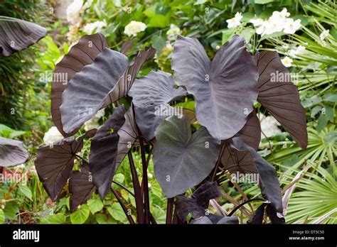 Colocasia Magie Noire Banque De Photographies Et Dimages Haute