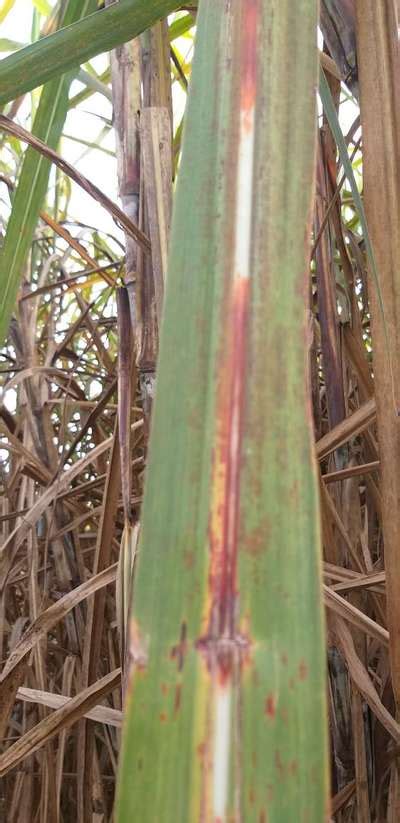 Red stripe in sugarcane leaf | Community | Plantix